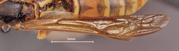 Media type: image;   Entomology 525 Aspect: Wing front